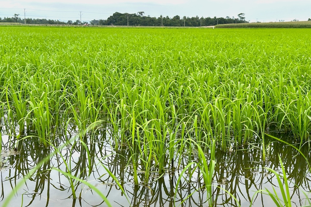 Possibilidade de chuvas acima da média nos próximos meses acende alerta para desenvolvimento do arroz em SC