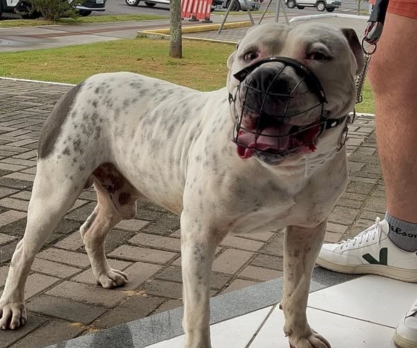 Prefeitura de Sombrio abre agendamentos para novo mutirão de castração e microchipagem de cães e gatos